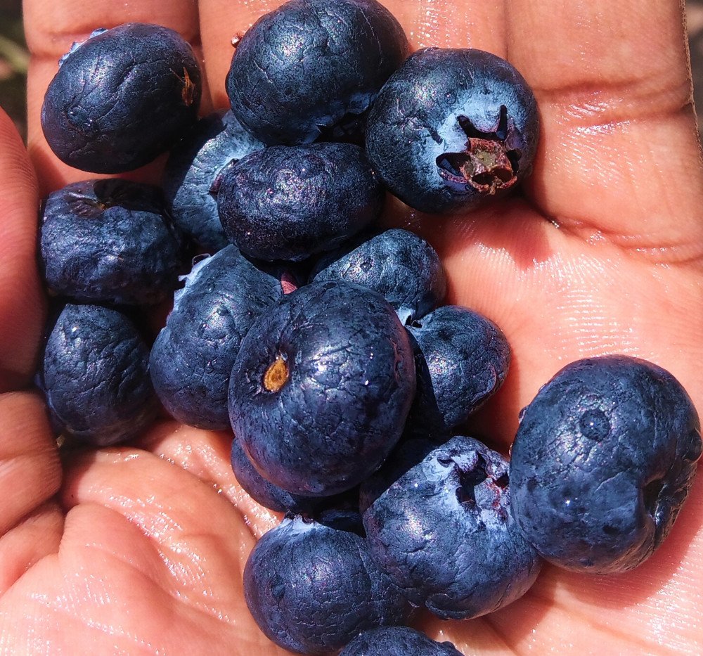 Blue berry/ Matunda ya bluu